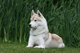 SIBERIAN HUSKY 948